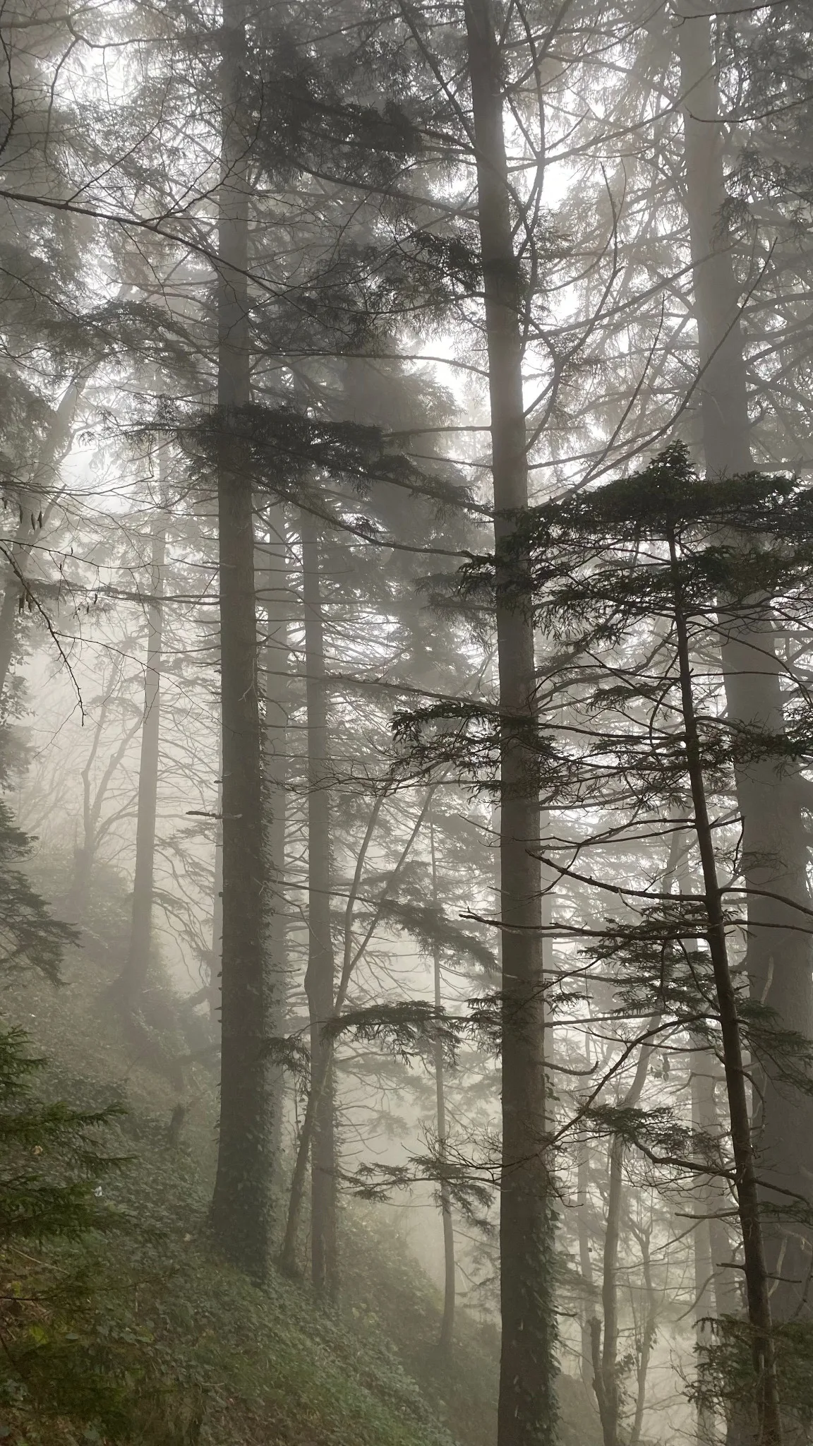 Un bosco silenzioso attraversato dalla nebbia e dalla luce