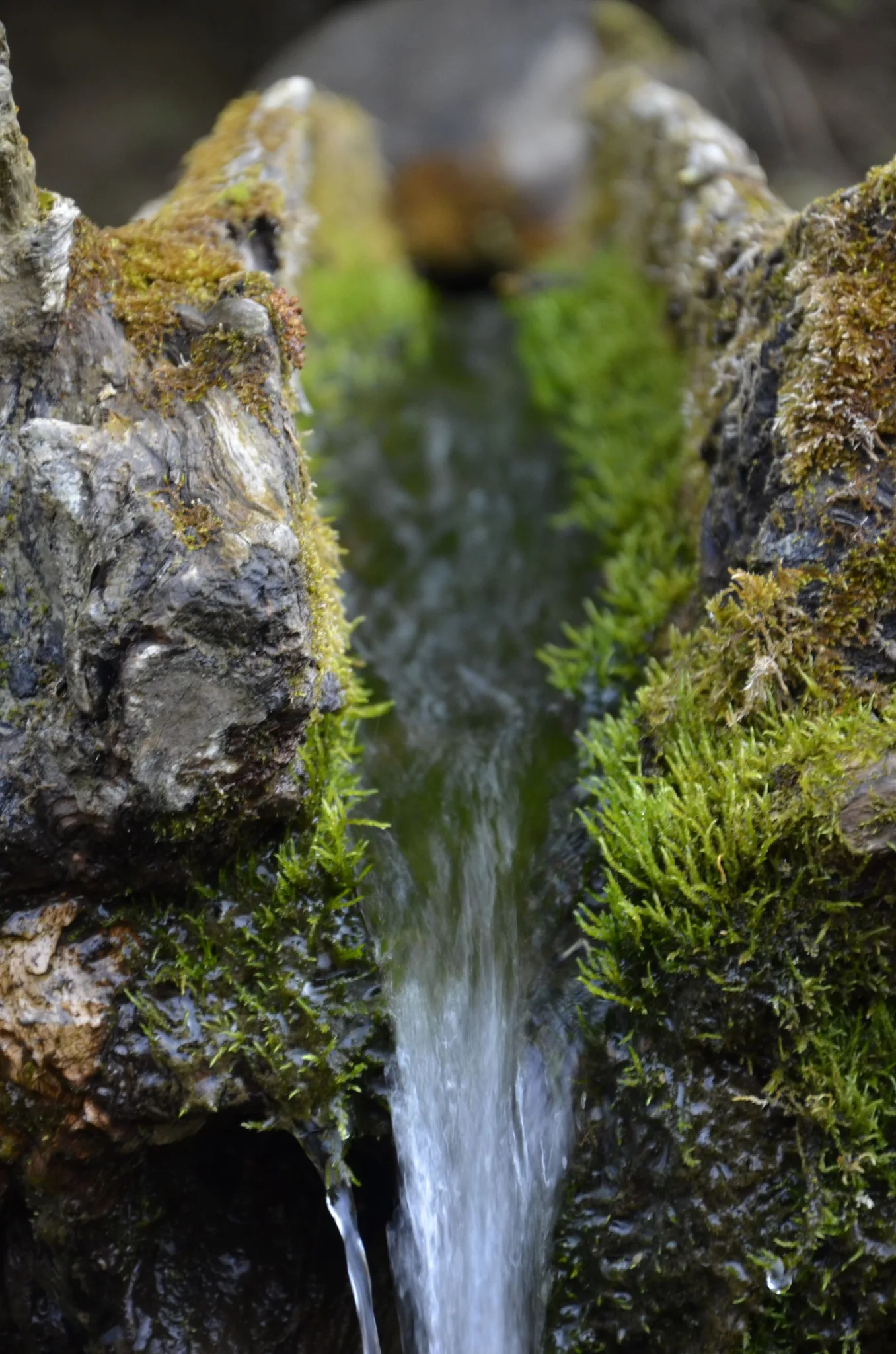 Acqua limpida scorre tra legno e muschio