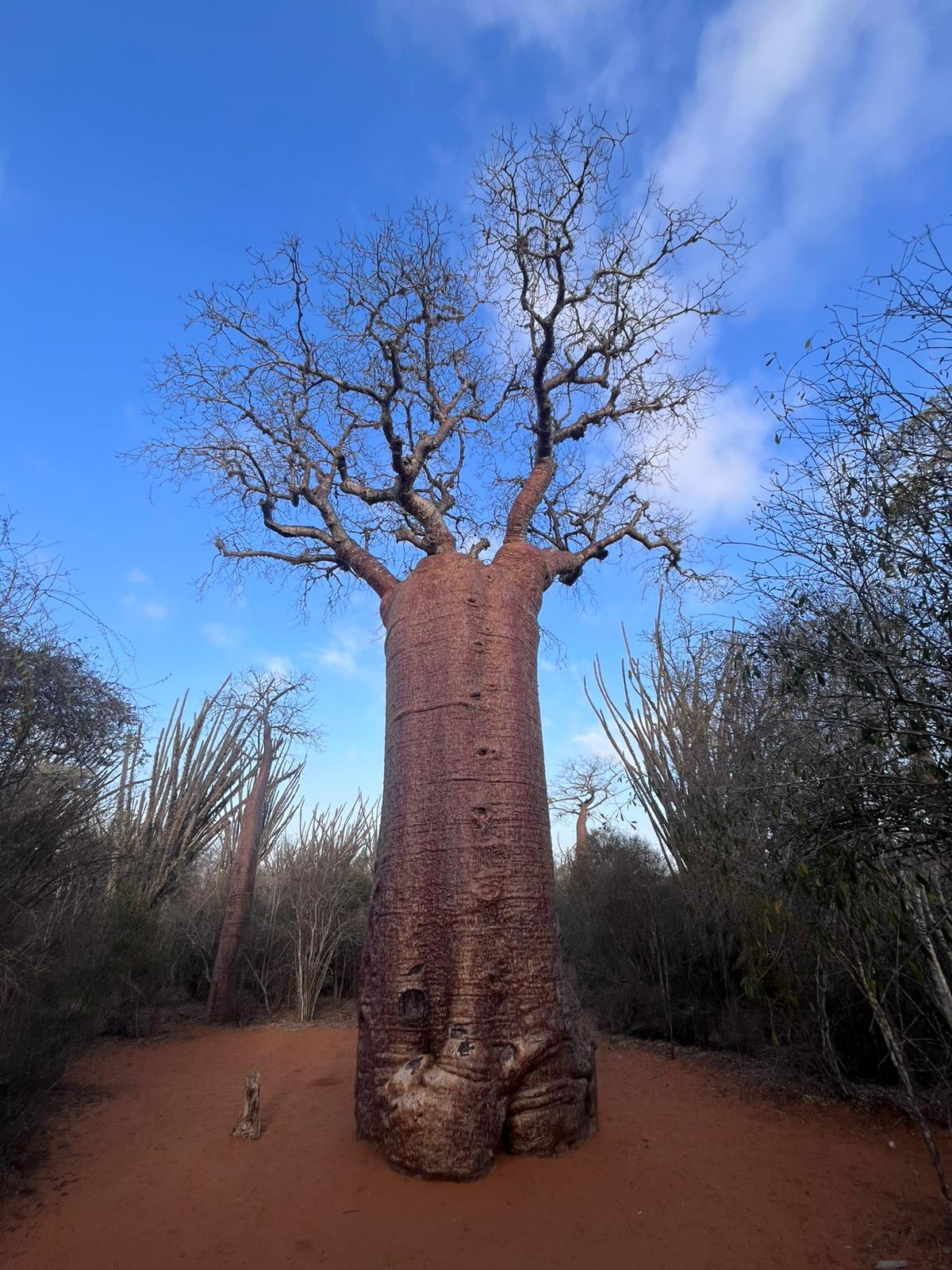 Un grande baobab radicato nella terra e aperto verso il cielo