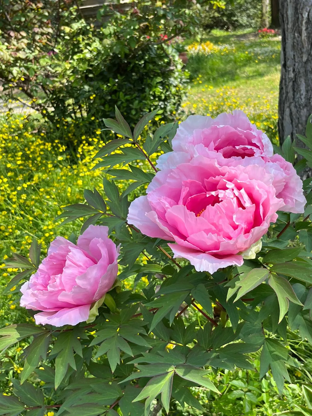 Grandi peonie rosa aperte nella luce del giardino