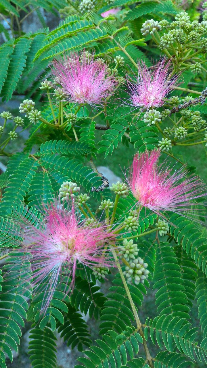 Fiori rosa di albizia tra foglie verdi