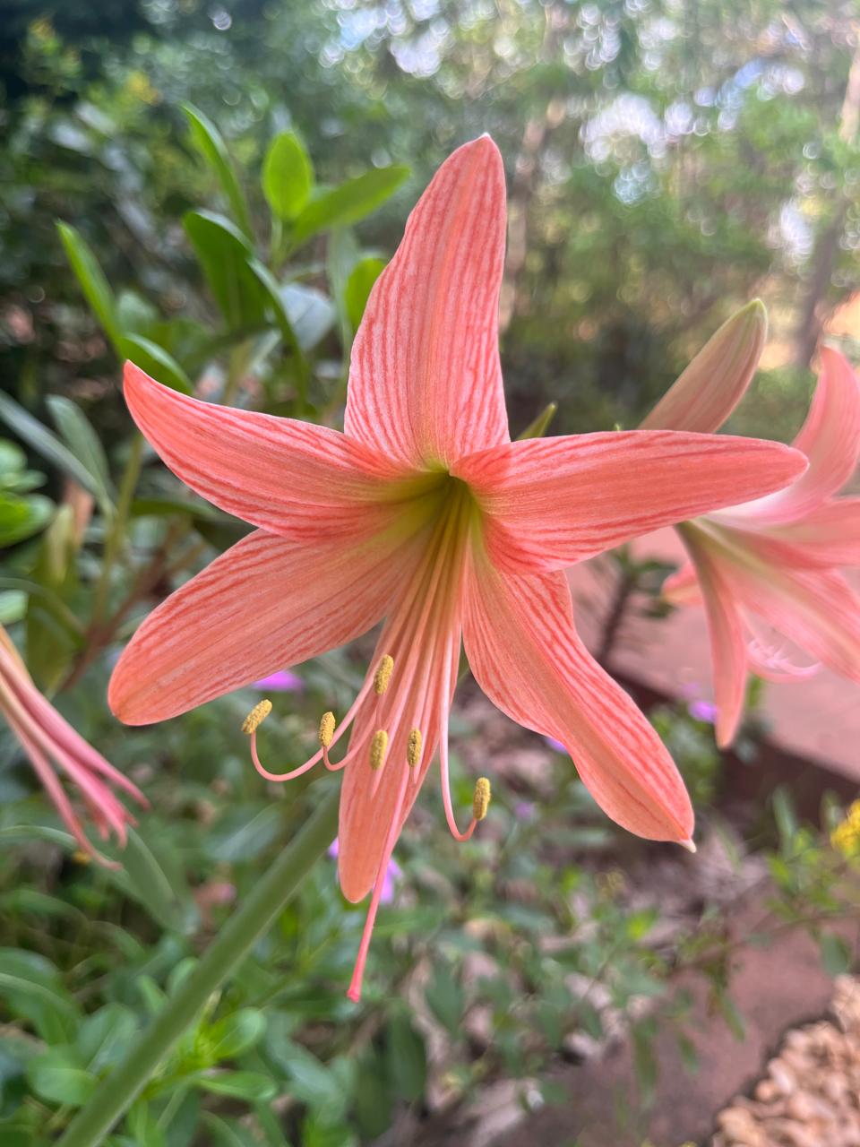 Grande fiore color corallo aperto verso la luce