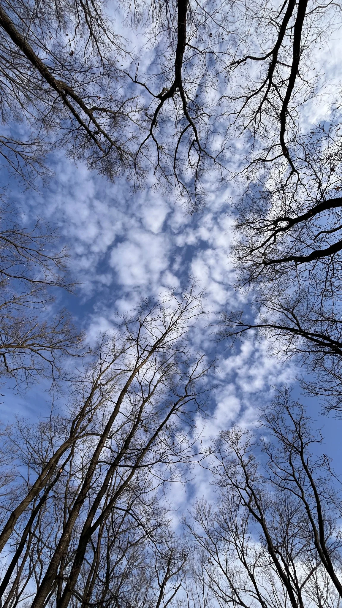 Alberi osservati dal basso si aprono verso il cielo