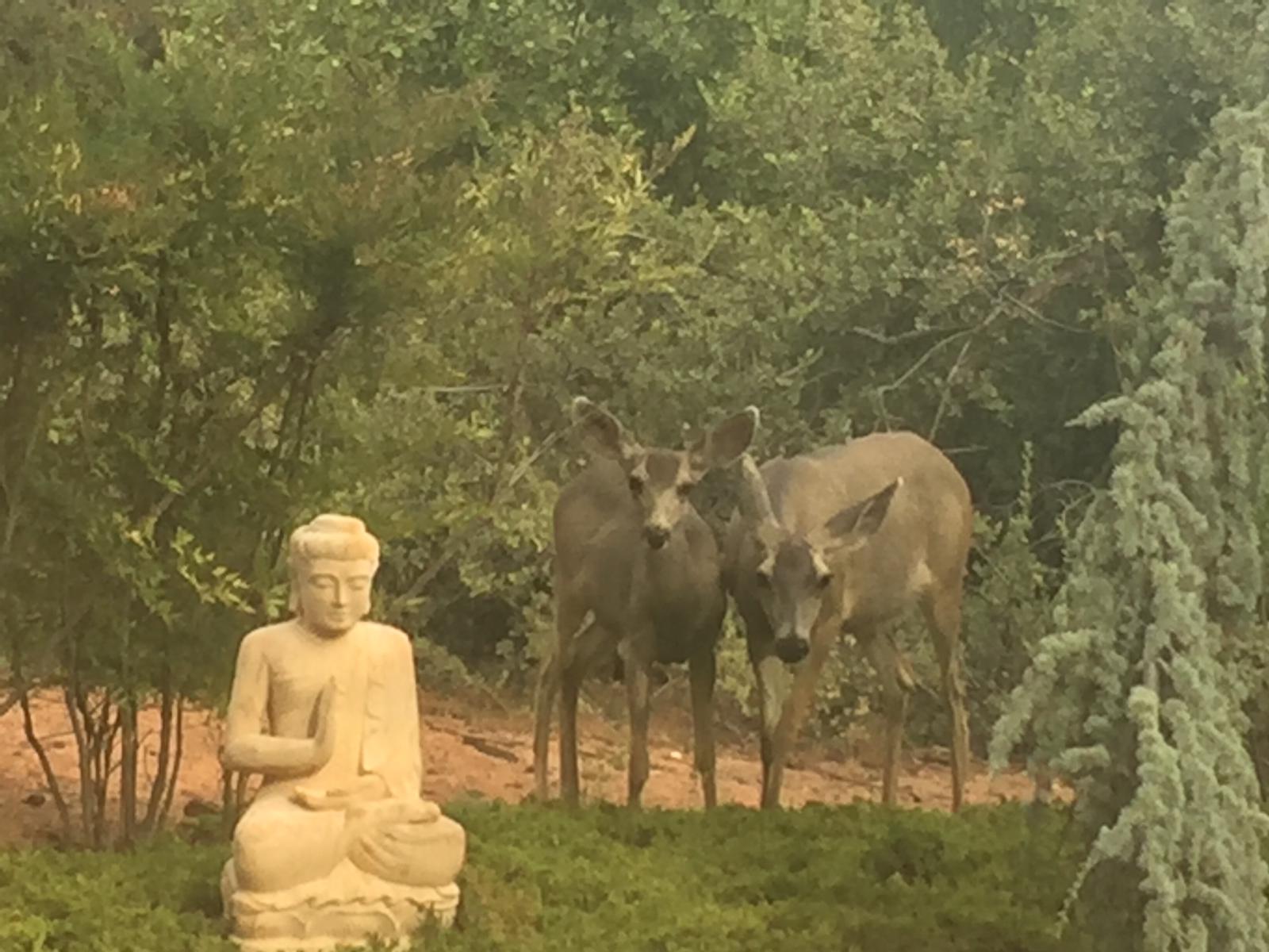 Una statua del Buddha in meditazione accanto a due cervi nel verde