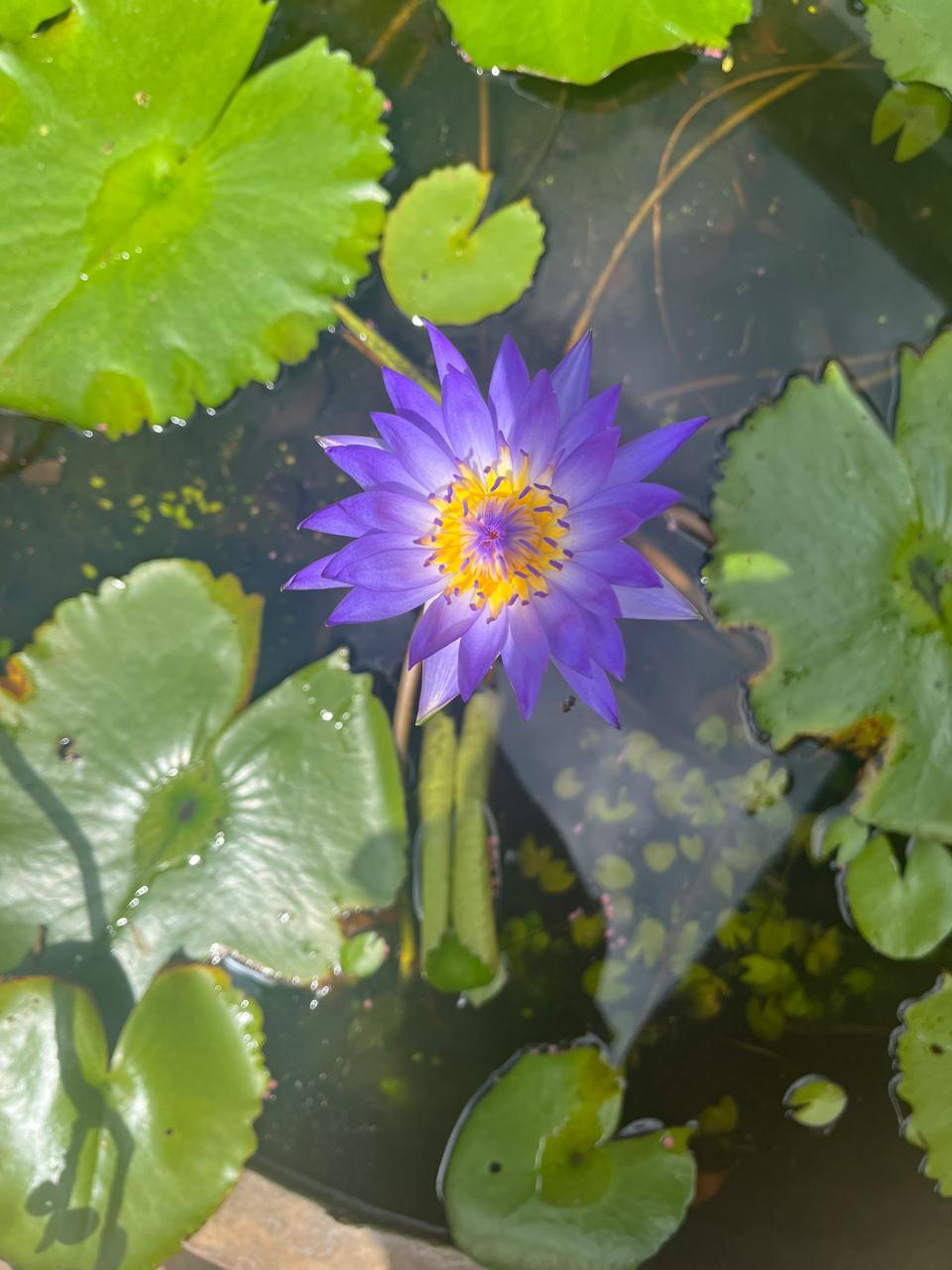 Fiore di loto viola sull'acqua