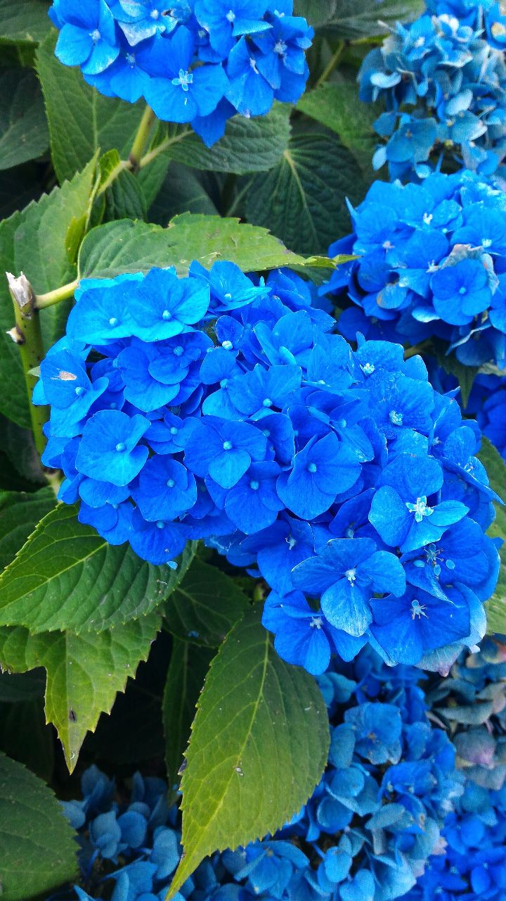 Ortensie blu tra grandi foglie verdi