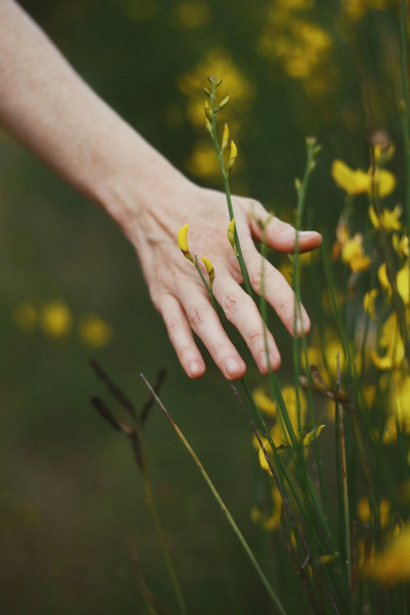 Una mano sfiora con delicatezza piccoli fiori nella natura