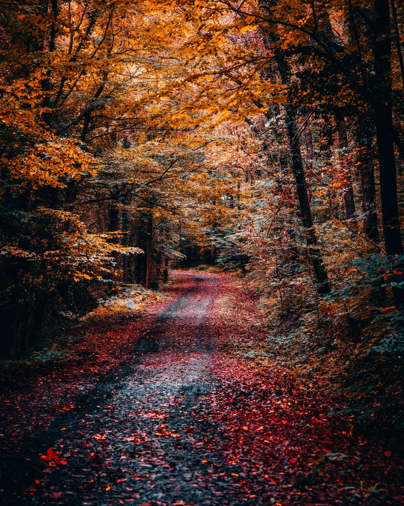 Un sentiero raccolto attraversa un bosco autunnale