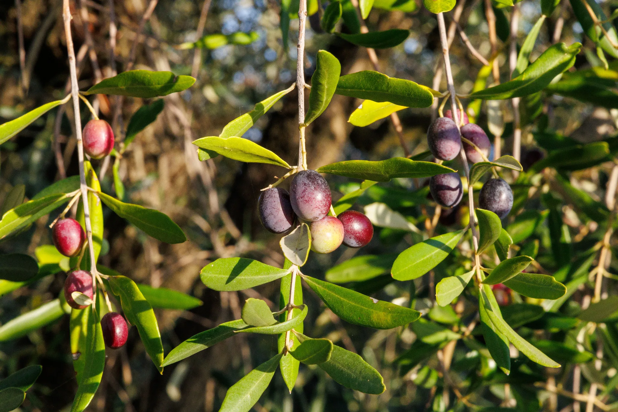 Un ramo d'olivo con frutti, simbolo di maturazione e pace